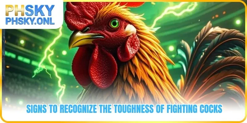 Signs to recognize the toughness of fighting cocks