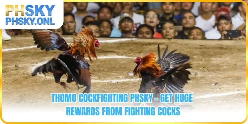 Thomo Cockfighting PHSKY - Get Huge Rewards From Fighting Cocks